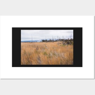 Orange grasses Posters and Art